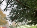 pine tree branches with rain drops on the ends of pine needles Royalty Free Stock Photo