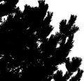 Pine tree branches silhouette Royalty Free Stock Photo