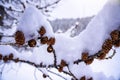 Pine tree branches with small cones in the mountain winter forest close up. Panoramic view of winter forest with trees Royalty Free Stock Photo