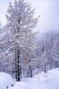 Pine tree branches with small cones in the mountain winter forest. Panoramic view of winter forest with trees covered Royalty Free Stock Photo