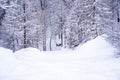 Pine tree branches with small cones in the mountain winter forest. Panoramic view of winter forest with trees covered Royalty Free Stock Photo