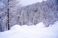 Pine tree branches with small cones in the mountain winter forest. Panoramic view of winter forest with trees covered Royalty Free Stock Photo
