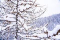 Pine tree branches with small cones in the mountain winter forest. Panoramic view of winter forest with trees covered Royalty Free Stock Photo