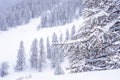 Pine tree branches with small cones in the mountain winter forest. Panoramic view of winter forest with trees covered Royalty Free Stock Photo