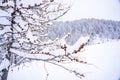 Pine tree branches with small cones in the mountain winter forest. Panoramic view of winter forest with trees covered Royalty Free Stock Photo