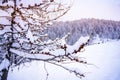 Pine tree branches with small cones in the mountain winter forest. Panoramic view of winter forest with trees covered Royalty Free Stock Photo