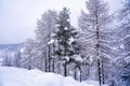 Pine tree branches with small cones in the mountain winter forest. Panoramic view of winter forest with trees covered snow. Sunset Royalty Free Stock Photo