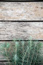 Pine tree branches vintage wood Royalty Free Stock Photo