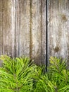 Pine tree branches vintage wood Royalty Free Stock Photo
