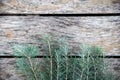 Pine tree branches vintage wood Royalty Free Stock Photo