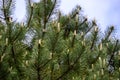 Pine Tree Branches with Young Buds Royalty Free Stock Photo