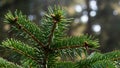 Pine tree branches with young cones. Royalty Free Stock Photo