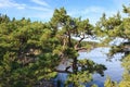 Pine tree branck Royalty Free Stock Photo
