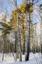 A pine tree brightly illuminated by the sun between birches in a winter forest at sunset Royalty Free Stock Photo