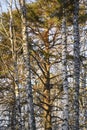 A pine tree brightly illuminated by the sun between birches in a winter forest at sunset Royalty Free Stock Photo