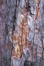 pine tree brown bark texture with green moss