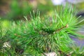 Pine tree brunch with green cone