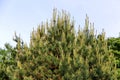 Pine tree buds, cone Royalty Free Stock Photo