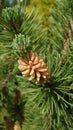 Pine tree buds in the growing season