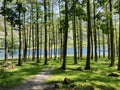 Pine tree Buttermere lake Royalty Free Stock Photo