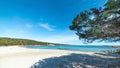 Pine tree in Cala Andreani shore Royalty Free Stock Photo