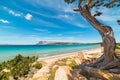 Pine tree in Capo Coda Cavallo Royalty Free Stock Photo