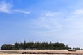 Pine tree (Casuarina equisetifolia ) at noppharatthara beach Thailand Royalty Free Stock Photo