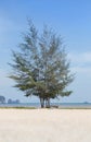 Pine tree Casuarina equisetifolia on tropical beach Royalty Free Stock Photo