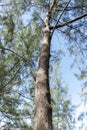 Pine tree Casuarina equisetifolia on tropical ,Thailand