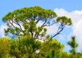 A Pine tree at the Cedar Point Environmental Reserve, Sarasota County Florida Royalty Free Stock Photo