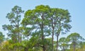 A Pine tree at the Cedar Point Environmental Reserve, Sarasota County Florida Royalty Free Stock Photo