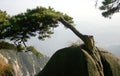 Pine tree on Chinese mountain Royalty Free Stock Photo