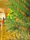 Pine tree Christmas tree sintetic tree plastic tree in a shop Royalty Free Stock Photo