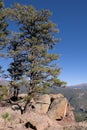 Pine Tree Cliff