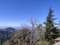 Pine tree close view in Indian institute of advanced studies shimla