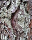 Pine tree closeup bark fractal texture