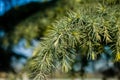 The pine tree Royalty Free Stock Photo