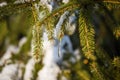Pine tree closeup with snow on a sunny winter day cold Christmas Royalty Free Stock Photo