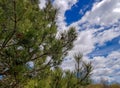 Pine tree with cloudy sky in background