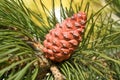 Pine tree cone