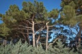 Pine tree and pine cone . Pine Tree with Cones . Pitch Pine trees with fresh brown pine cones and green pine needles Royalty Free Stock Photo