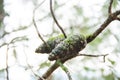 Pine tree with Pine Cone in forest Royalty Free Stock Photo
