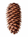 Pine tree cone isolated