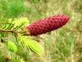 Pine tree cone in spring, Lithuania Royalty Free Stock Photo