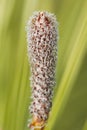 pine tree cone sprout Royalty Free Stock Photo