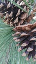 Pine tree pine cone up close Royalty Free Stock Photo