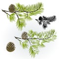 Pine Tree And Pine Cones Branch Autumnal And Winter Snowy And Silhouette Natural Background Vector Illustration Editable