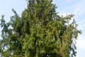 Pine tree and cones