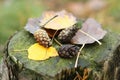 Pine tree cones and dried leaves lying on the moss covered stump in the autumn forest. Royalty Free Stock Photo