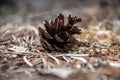 pine tree cones laying on the forest bed in spring Royalty Free Stock Photo